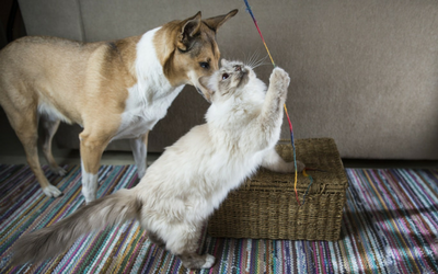 image for Emergency Preparedness for Your Pets