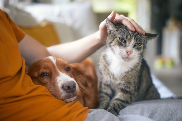 image for Celebrating Senior Pets and the Lifesaving Value of Wellness Testing