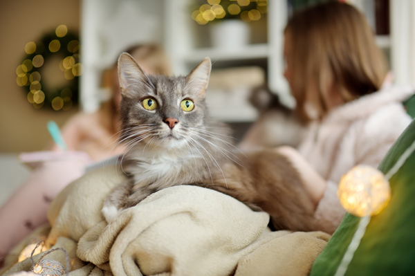 image for What Pets Actually Want for the Holidays (Hint: It’s Not More Stuff)